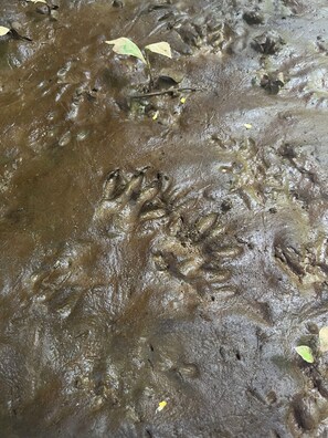 A close-up of a muddy surface with water and debris. - Villa Keköl - Casa Numa (Puerto Viejo de Talamanca)