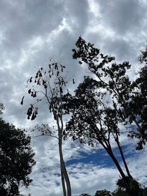 A tree with hanging fruits against a cloudy sky. - Villa Keköl - Casa Numa (Puerto Viejo de Talamanca)