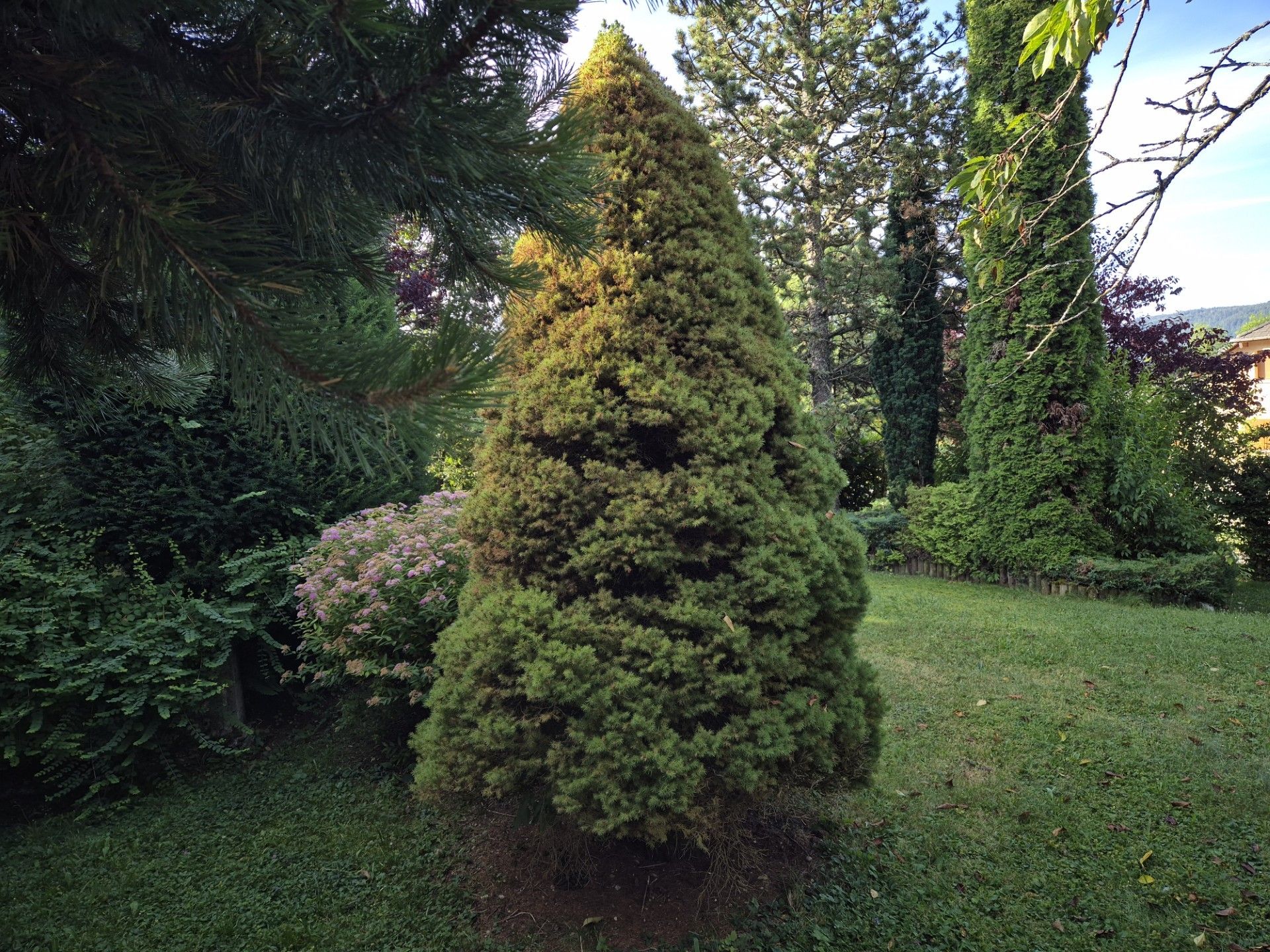 Un jardin bien entretenu, agrémenté de divers arbres et arbustes, dont un conifère particulièrement remarquable.