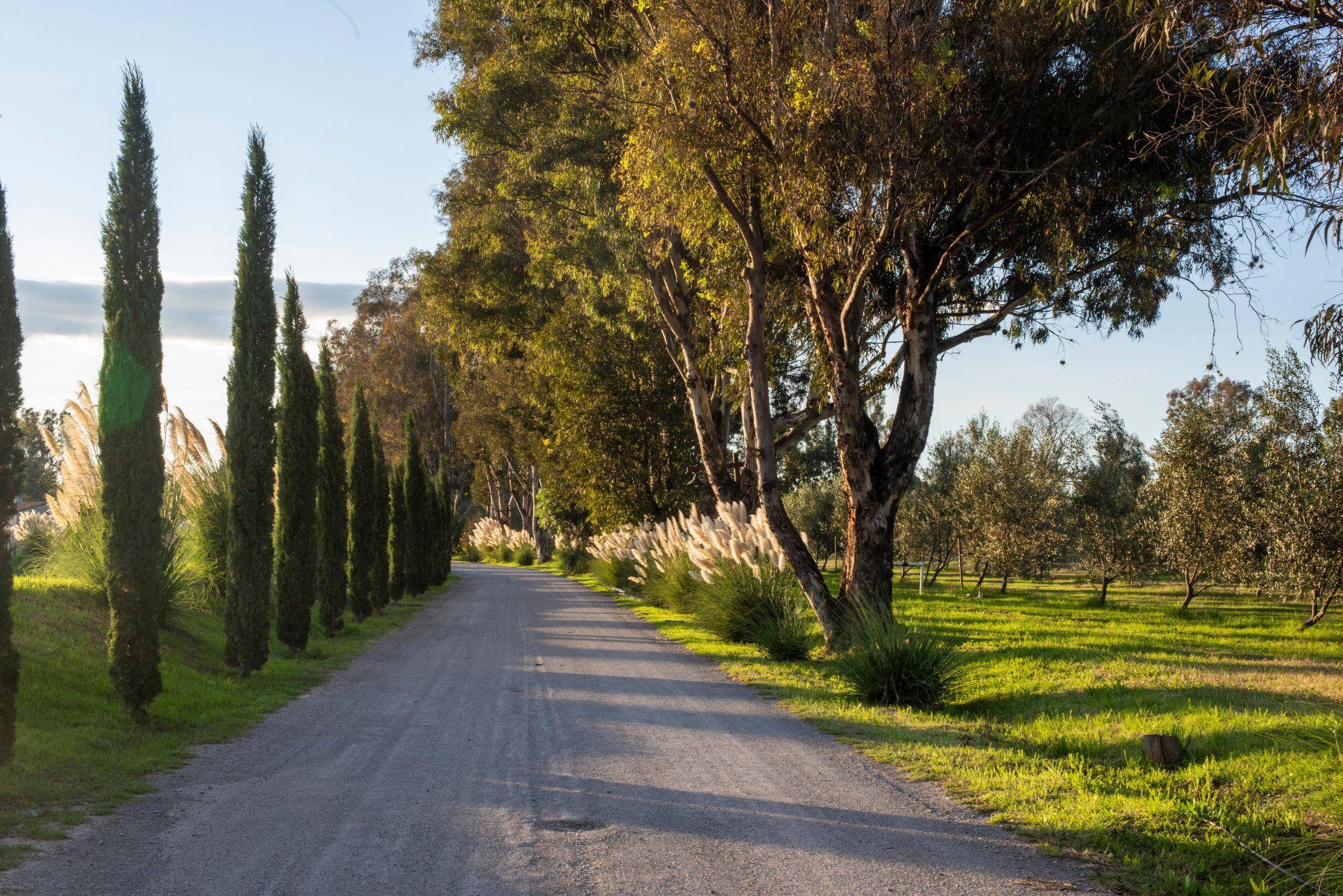 Un chemin de gravier bordé de grands arbres et d’herbe.