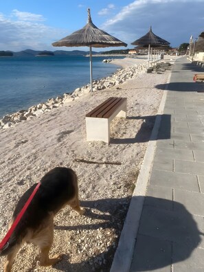 A beach with a pebble path, a wooden bench, and a dog on a leash.