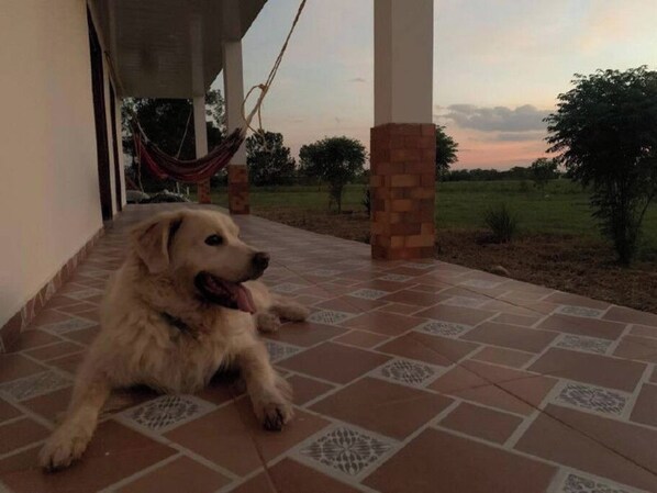A dog lying on a tiled porch with a hammock in the background.