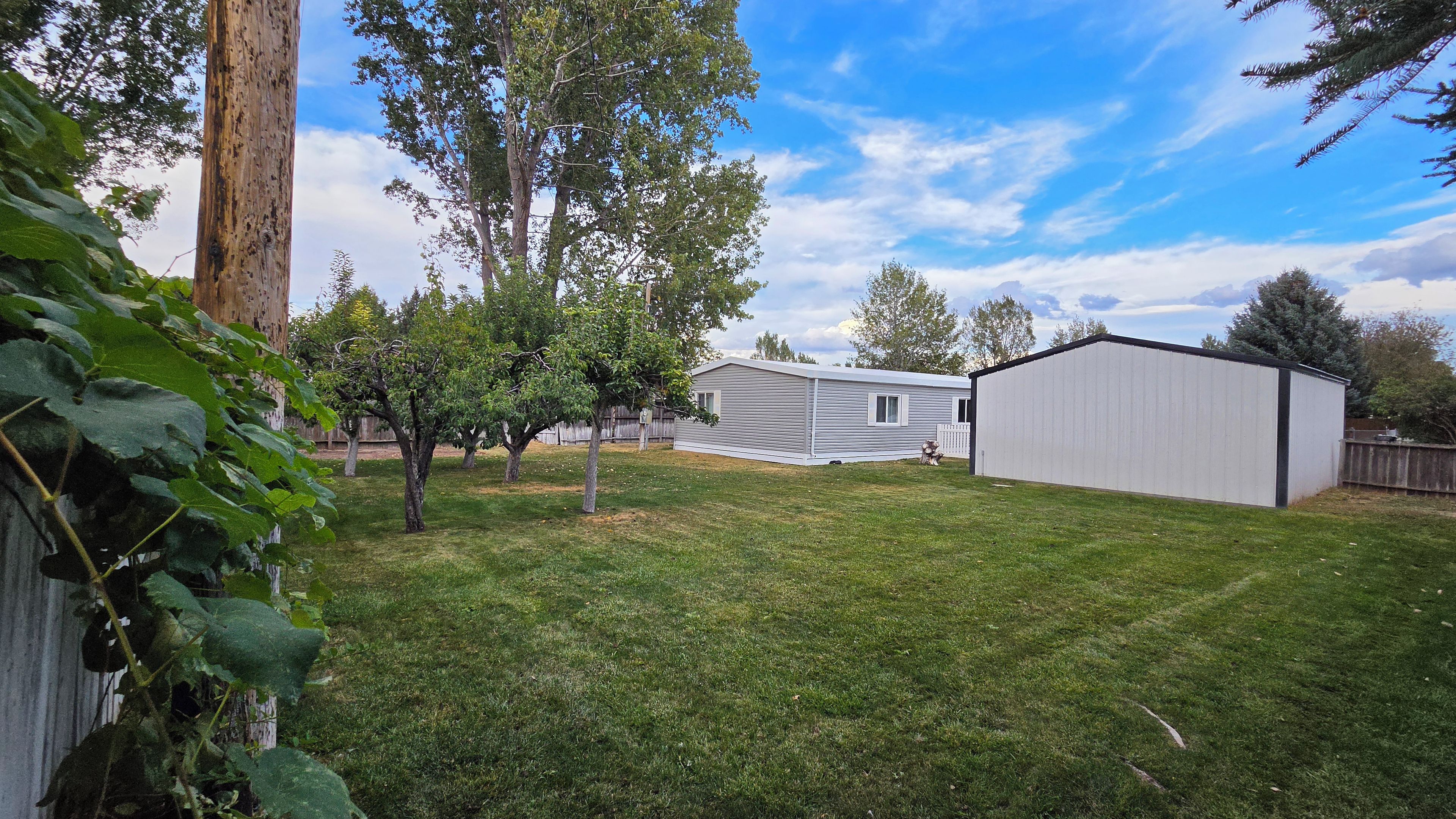 A residential backyard with a lawn, two sheds, and a tree.