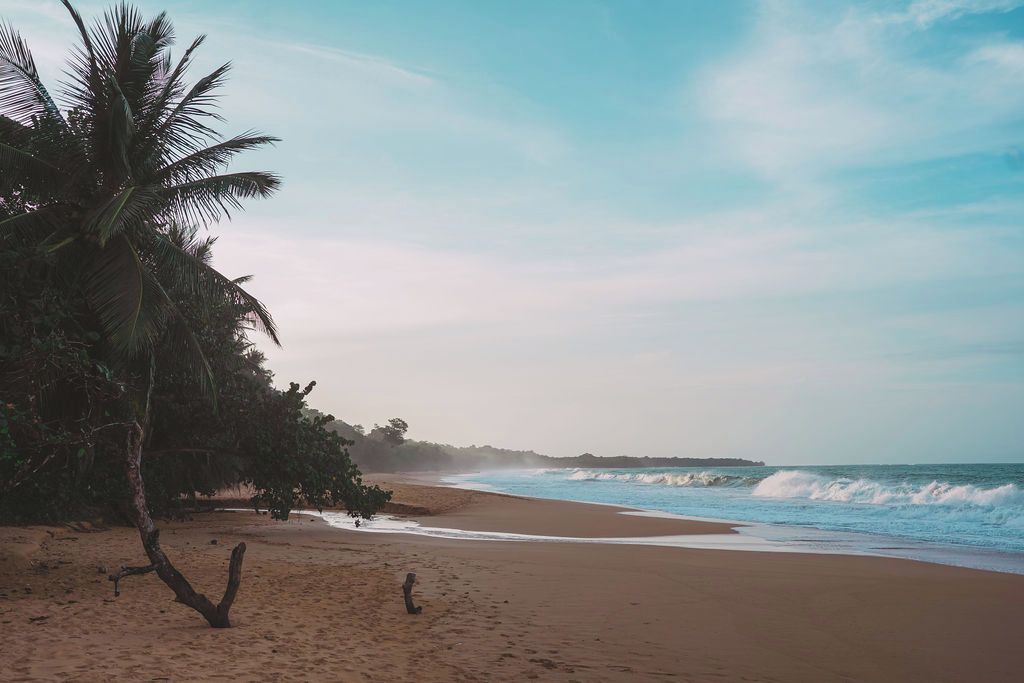A beach with a palm tree, ocean waves, and a clear sky.