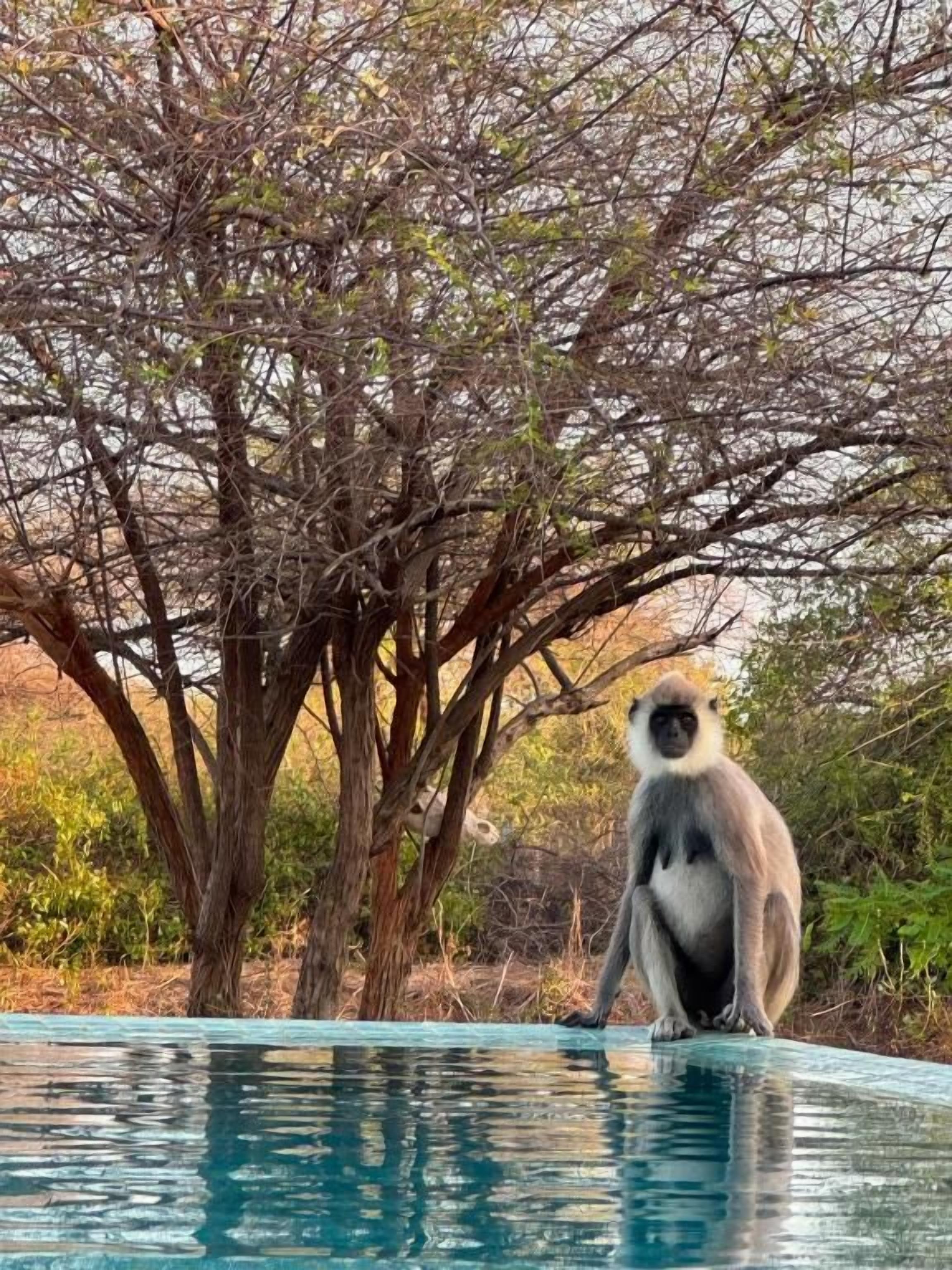 Ein Affe sitzt am Poolrand, im Hintergrund sind Bäume zu sehen.