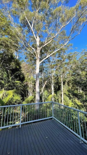 A large tree with a metal railing in the foreground. - Artists home above rainforest sleeps 10 with pool (Tamborine Mountain)