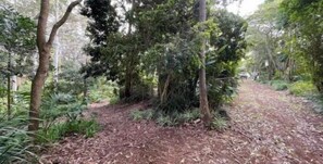 Property grounds - Artists home above rainforest sleeps 10 with pool (Tamborine Mountain)