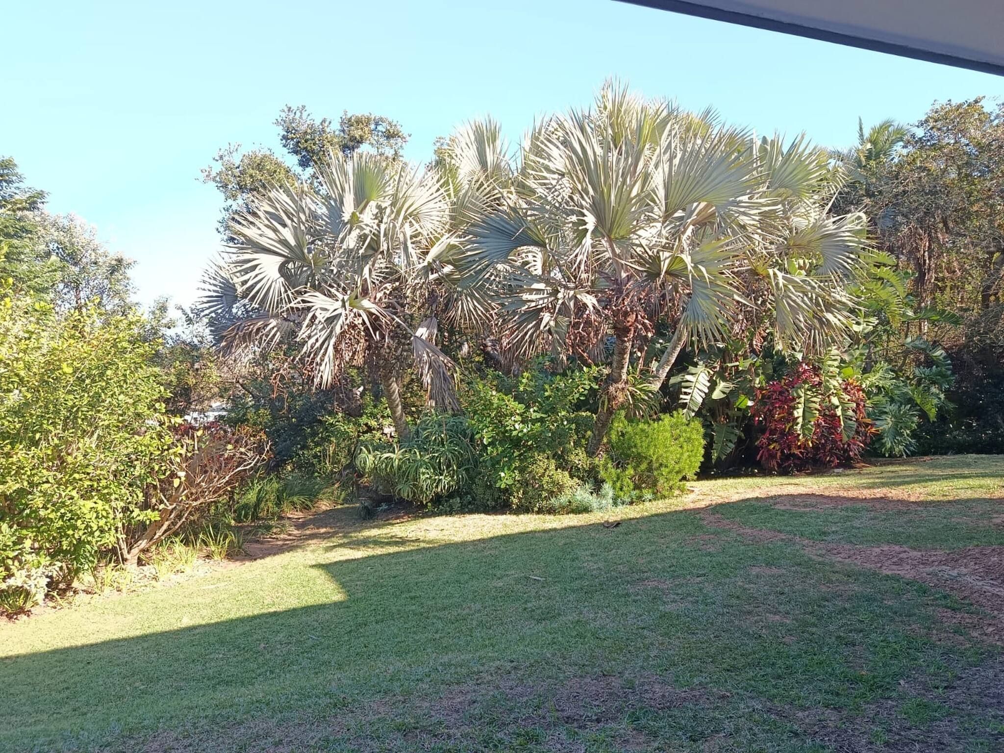 Een verzorgde tuin met diverse planten, waaronder palmbomen en struiken.