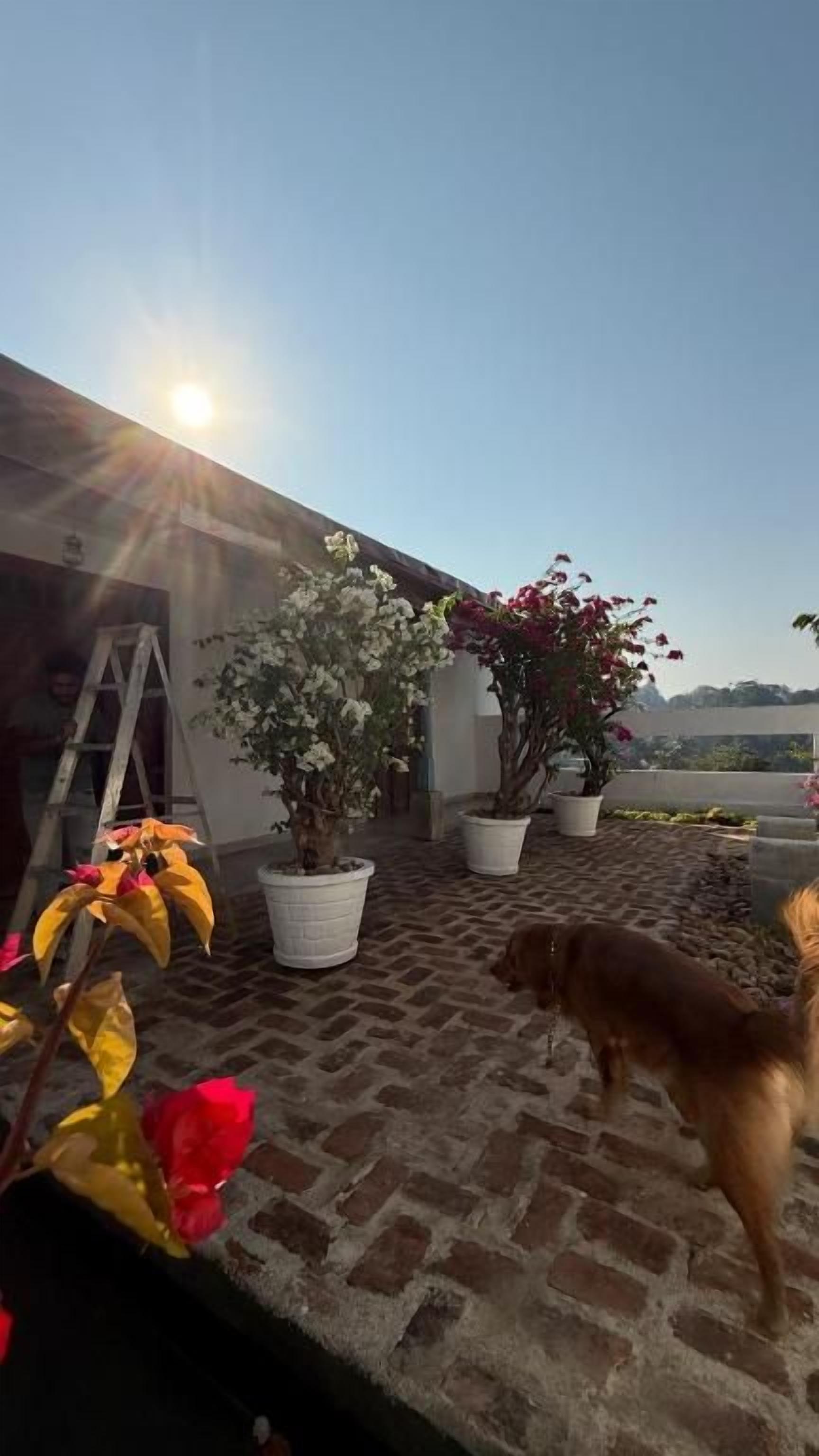 Une terrasse sur le toit, agrémentée de plantes en pot, d’une échelle et d’un chien.