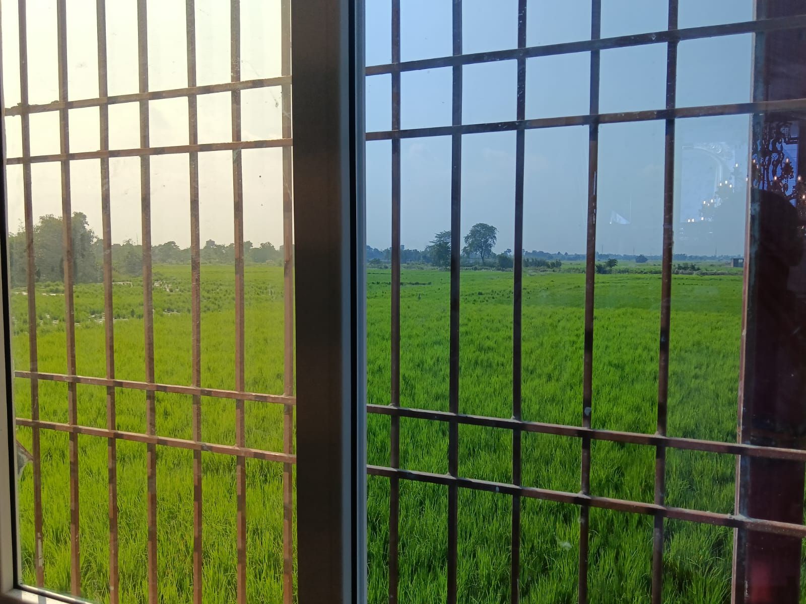 Vista a través de una ventana de celosía metálica de un campo verde, probablemente un arrozal, con árboles y cielo despejado al fondo.