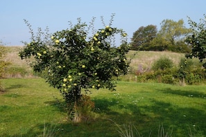 Ein Baum mit grünen Blättern und gelben Früchten in einer Wiese.