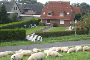 Eine Wohngegend mit einem Haus, einer Straße und einer Schafherde, die weidet.
