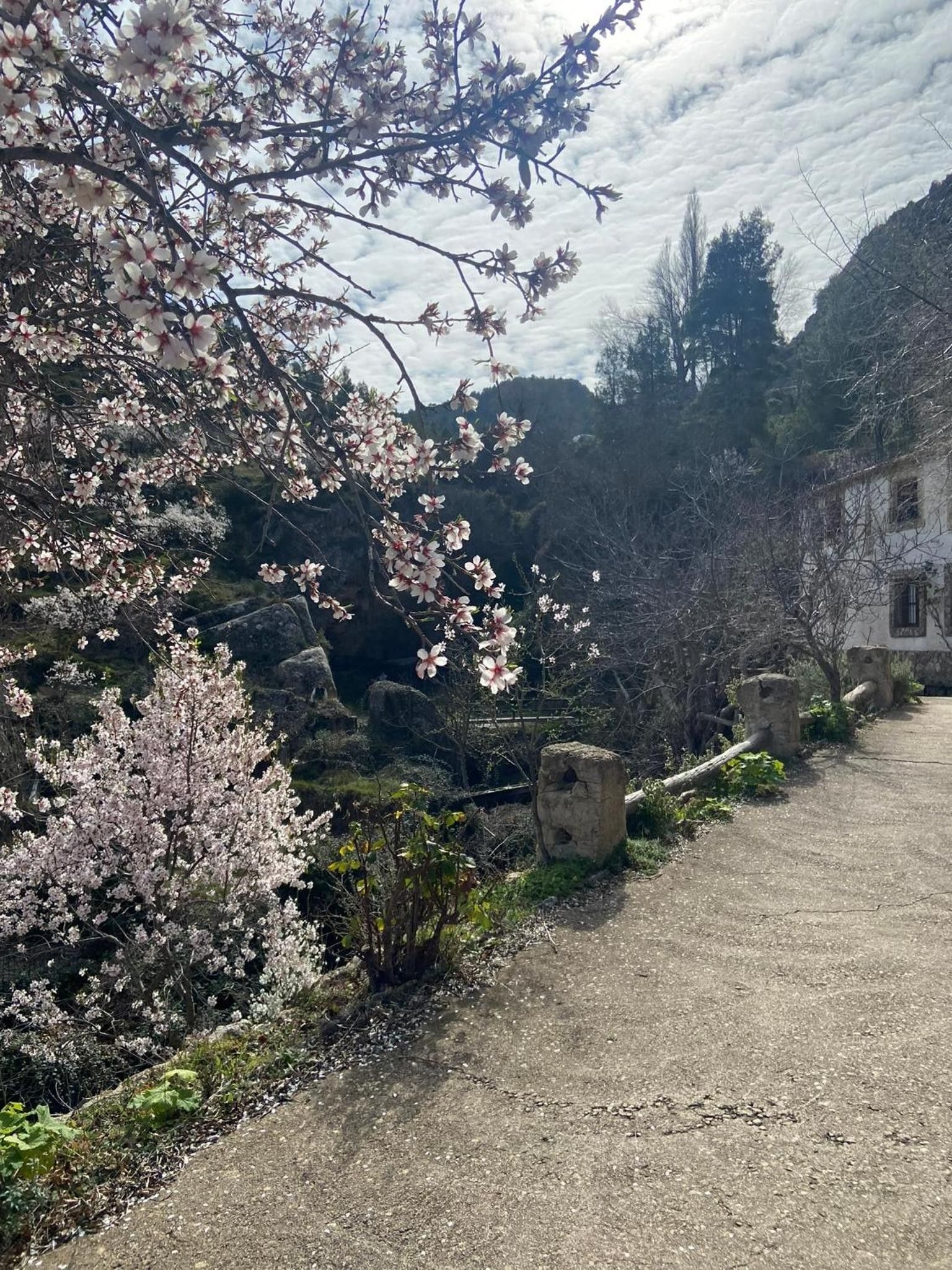 Ein gepflasterter Weg neben einem Gebäude mit einer Steinmauer, umgeben von blühenden Bäumen und einer Bergkulisse.