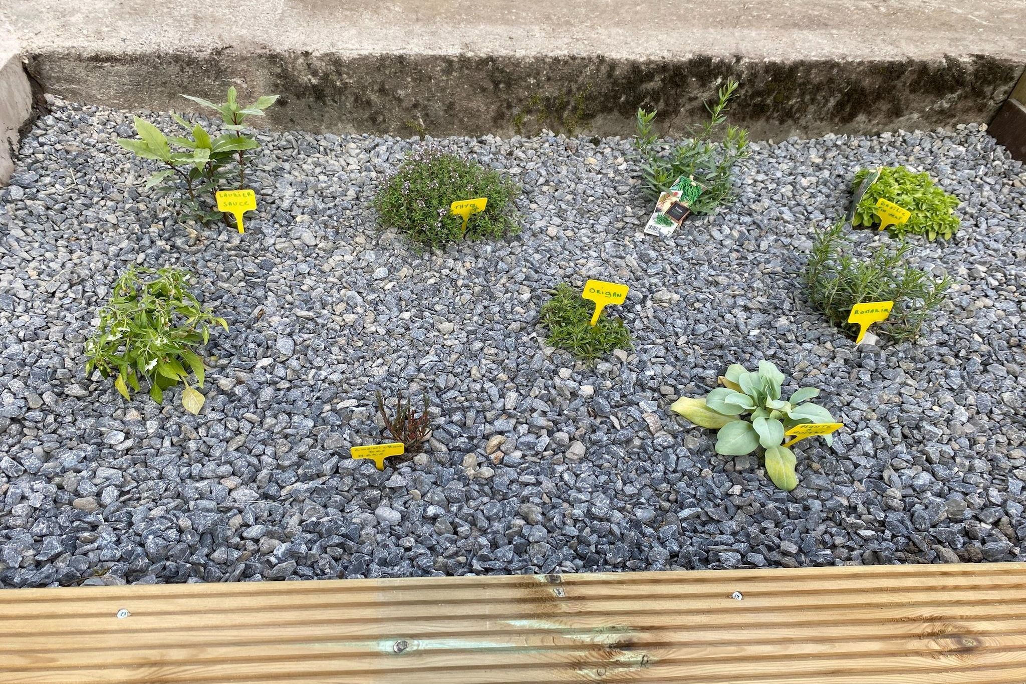 A garden bed with various plants and yellow labels.