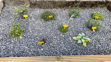 A garden bed with various plants and yellow labels.