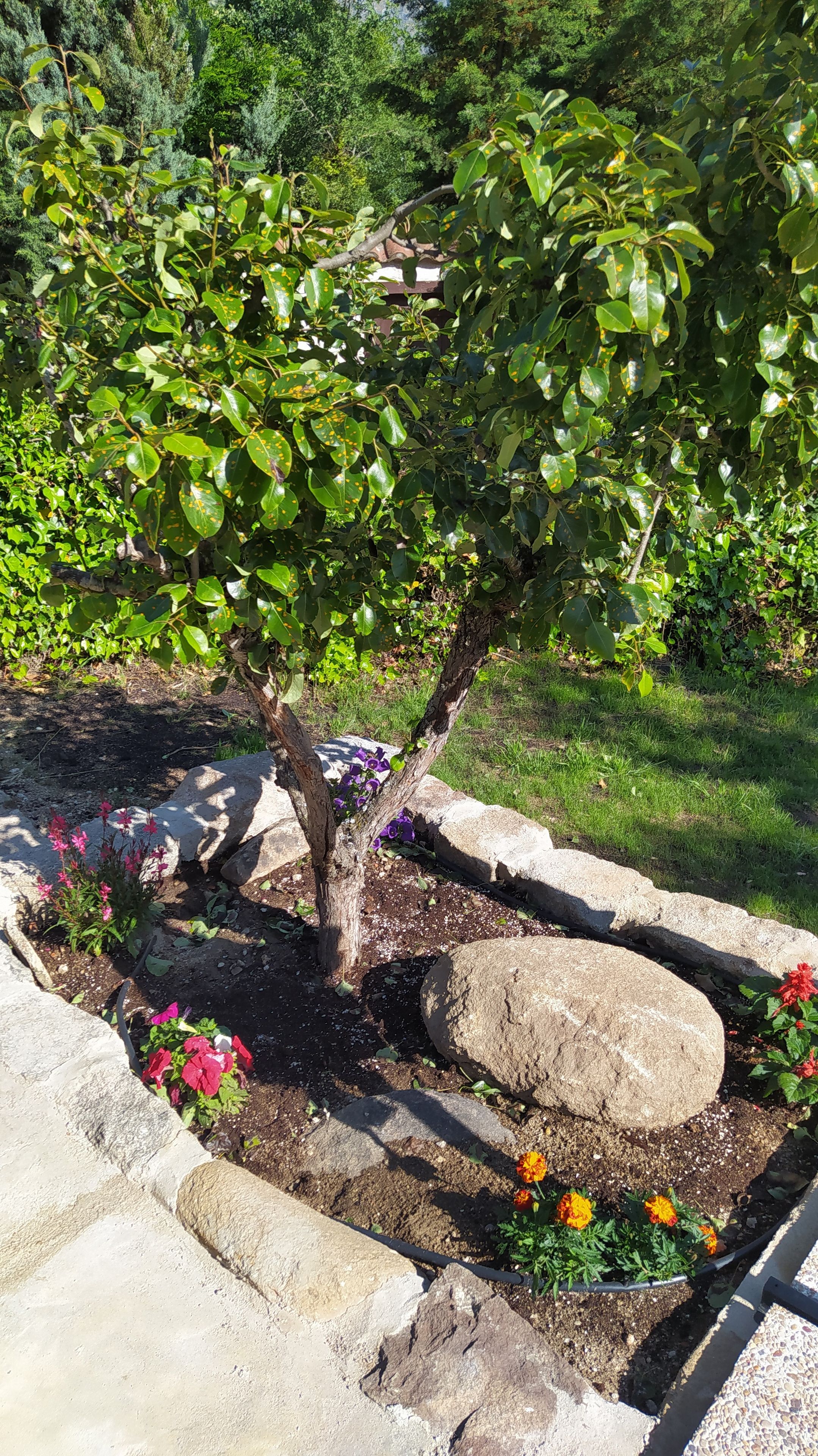 Un jardín con un árbol, rocas y plantas en flor.