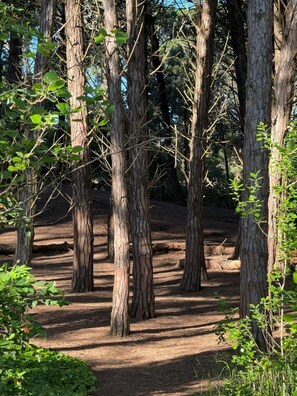 Un'area boschiva con alberi alti e un sentiero sterrato.