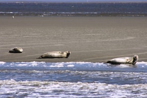A beach with seals resting on the sand and water. - Holiday home in Hooksiel with swimming pool (Hooksiel)