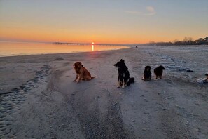 Ein Strandbild mit Sonnenuntergang, einem Steg im Hintergrund und vier Hunden im Sand.
