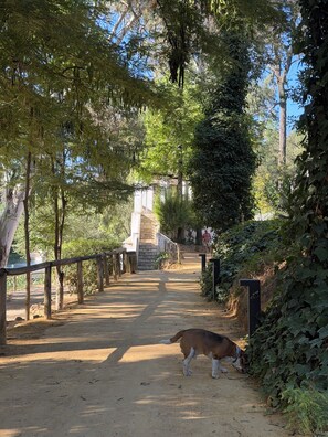 A pathway flanked by dense foliage and a stone structure in the distance.
