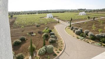 A vineyard with rows of grapevines, a winding road, and white buildings in the distance.