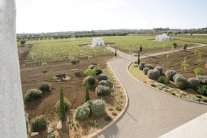 A vineyard with rows of grapevines, a winding road, and white buildings in the distance. - TenutaYala - Residenza Agrituristica (Parabita)