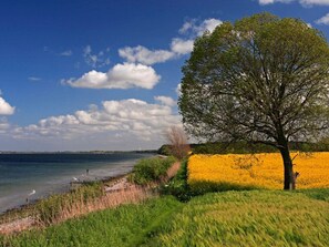A coastal landscape with a tree, a field of yellow flowers, and a body of water. - Holiday Apartment With 1 Bedroom (Steinbergkirche)