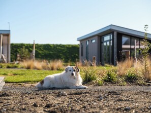 Ein Hund liegt auf einem Schotterweg, im Hintergrund ein modernes Haus.
