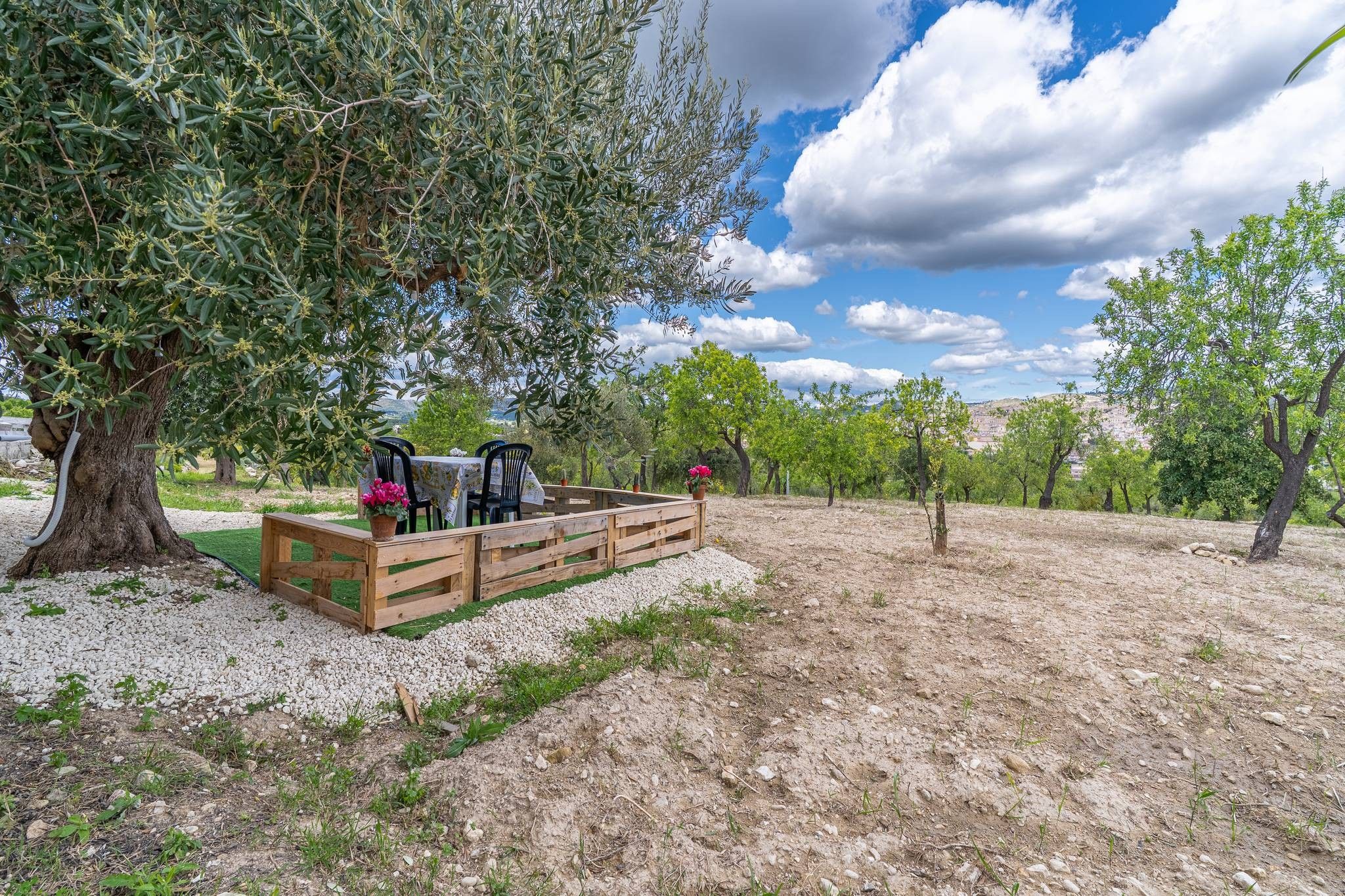 An outdoor seating area with a table and chairs, surrounded by olive trees and a clear sky.