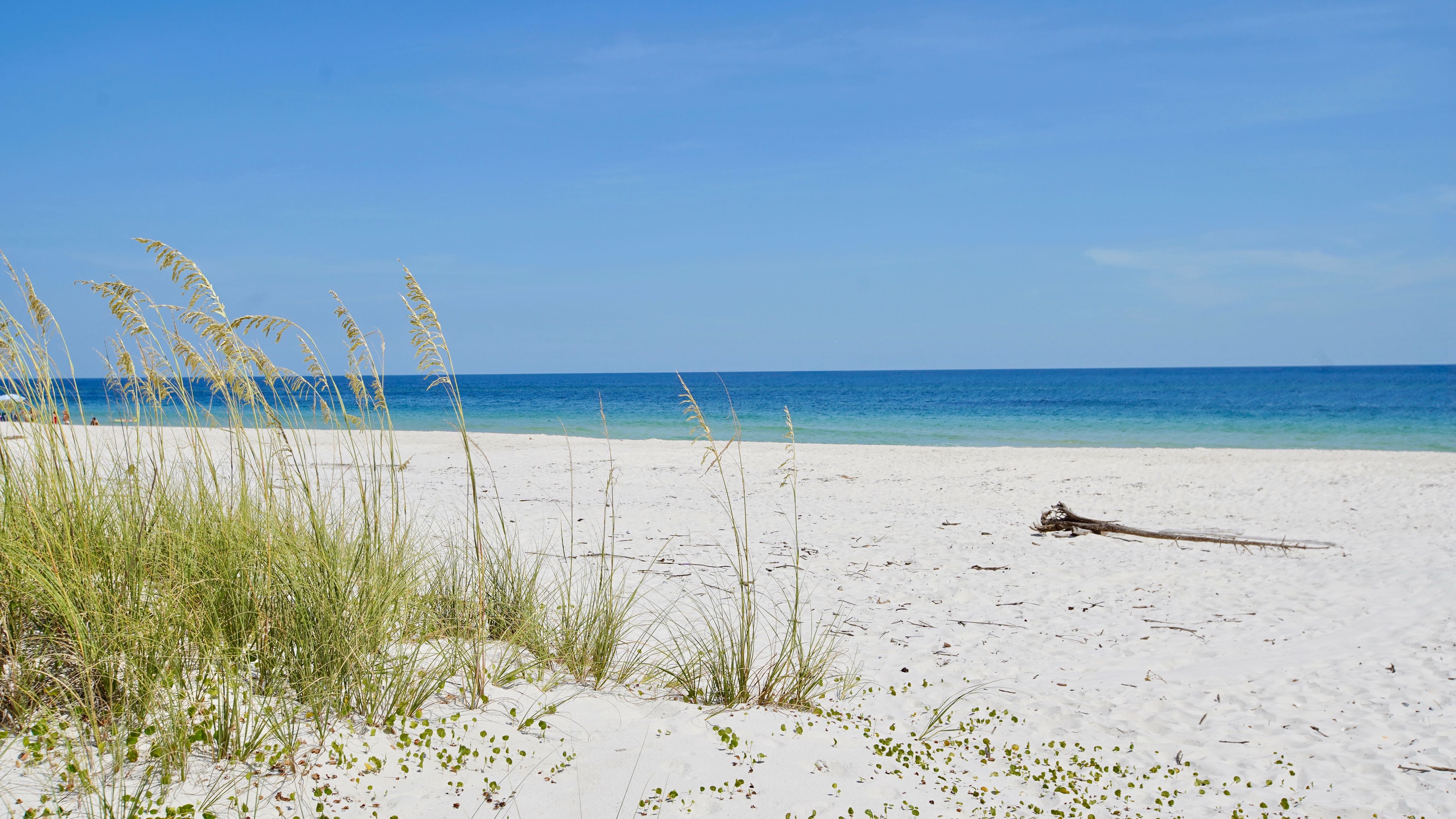 Une plage de sable blanc, avec une eau d’un bleu limpide et de hautes herbes au premier plan.
