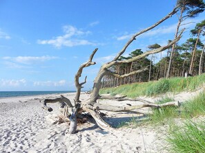 A beach with driftwood and sand dunes. - To the W9 Lighthouse Prerow (Ostseebad Prerow)