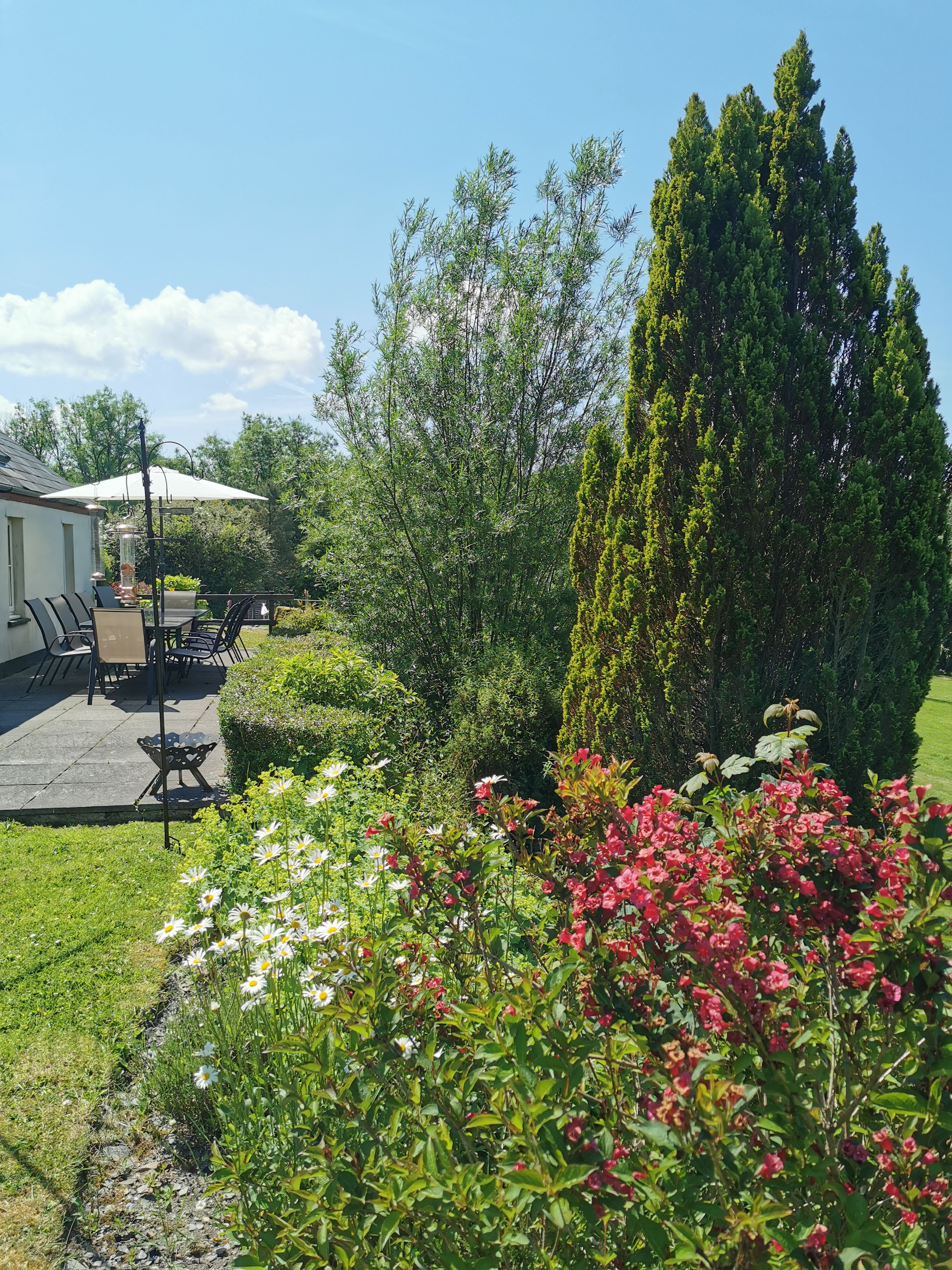 A patio with outdoor furniture, a tall coniferous tree, and a variety of flowering plants.