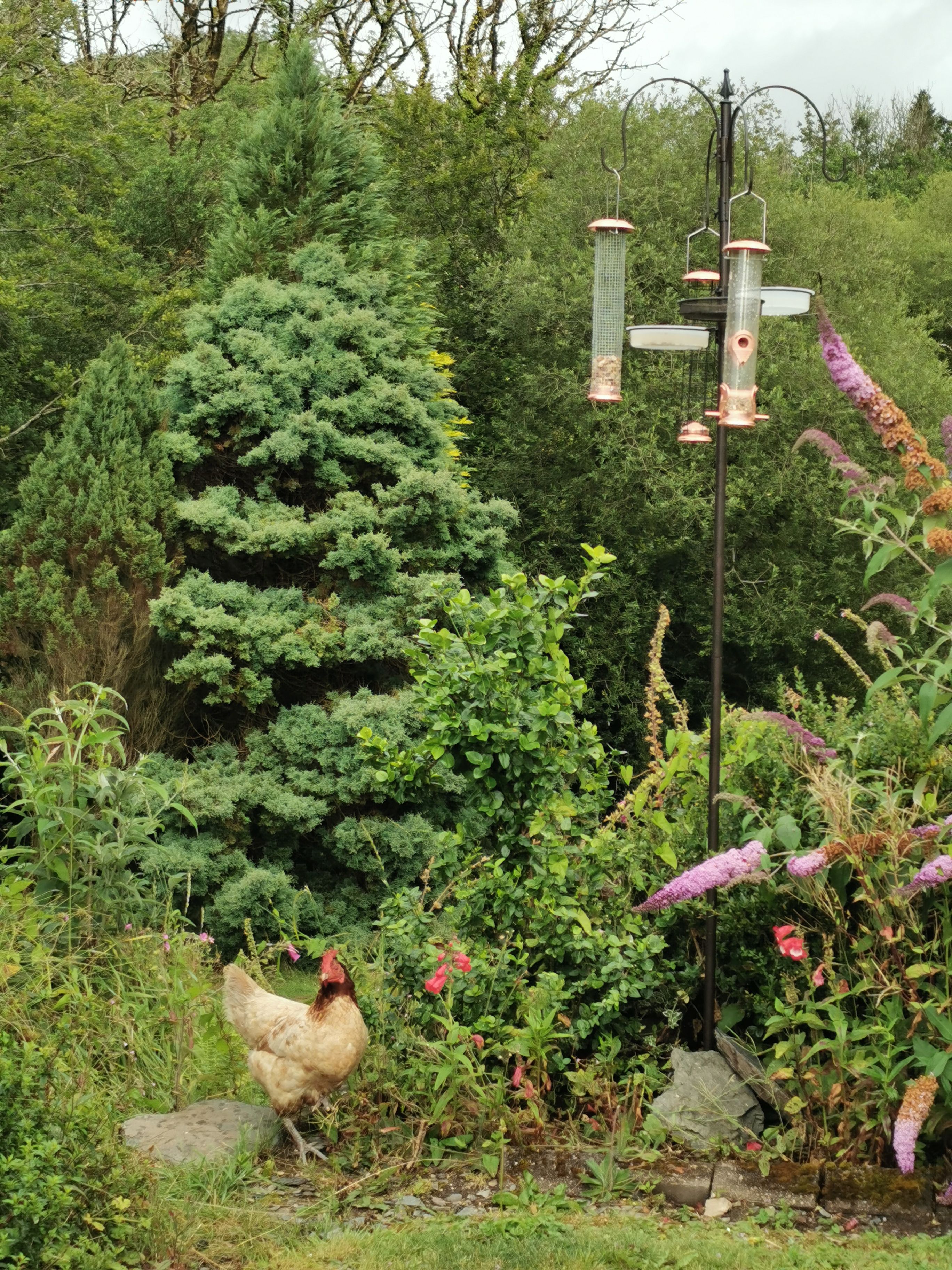 Un jardín con un comedero para pájaros, una gallina y diversas plantas.