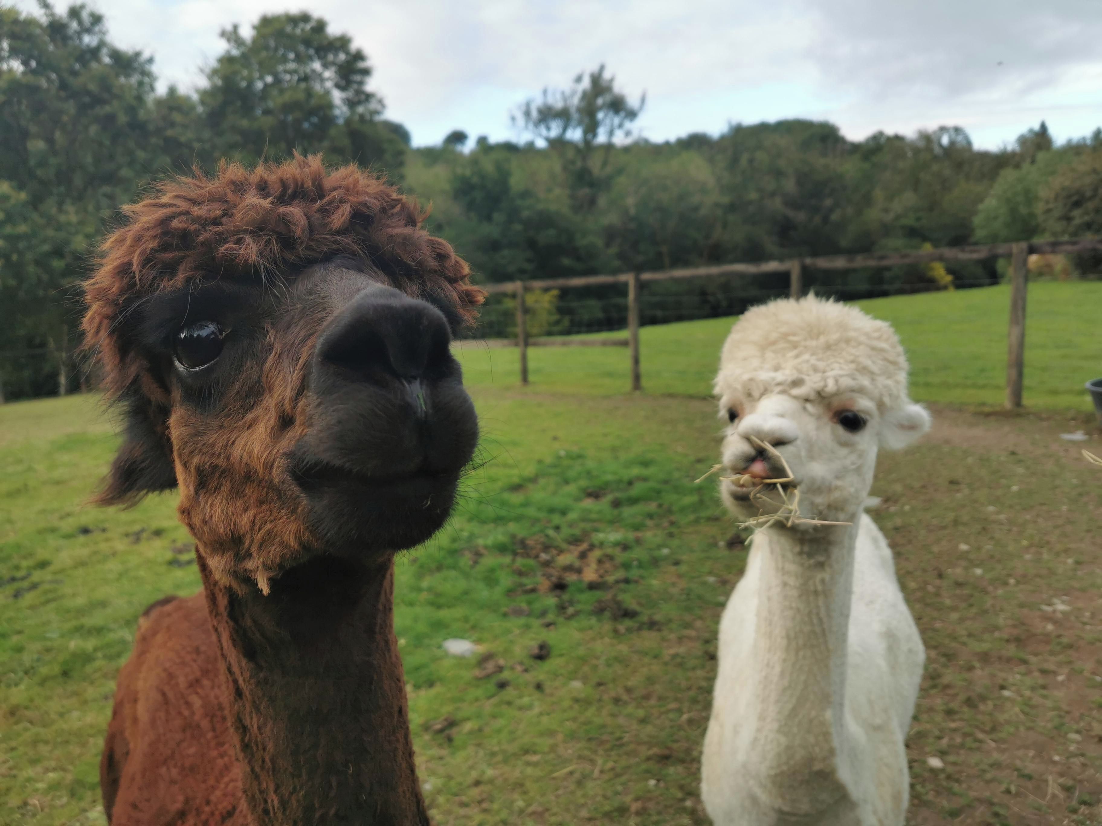 Un lama à la robe brune et un lama blanc à la robe blanche.