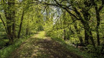 Un sendero en un bosque rodeado de árboles densos.
