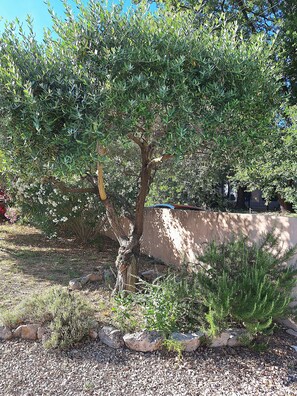 A tree with dense foliage, a concrete wall in the background, and a gravel ground. - Holiday Home '48 M² Gite Proche De Nîmes' with Private Terrace, Wi-Fi and Air Conditioning (Fons)