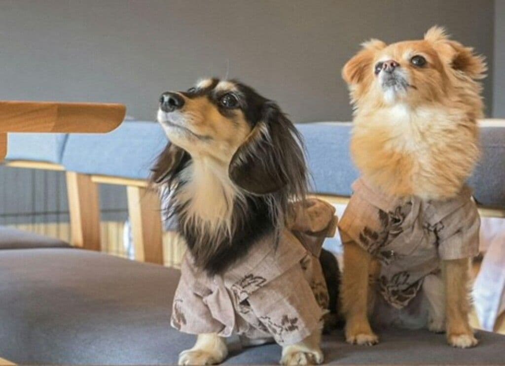 Dos perros sentados en un sofá con una silla de madera al fondo.