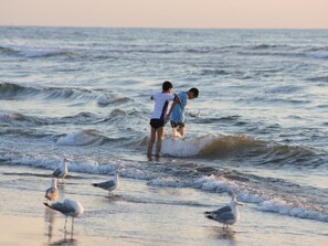 A beach scene with waves and seagulls. - de Mooij Family 2 (Noordwijk)