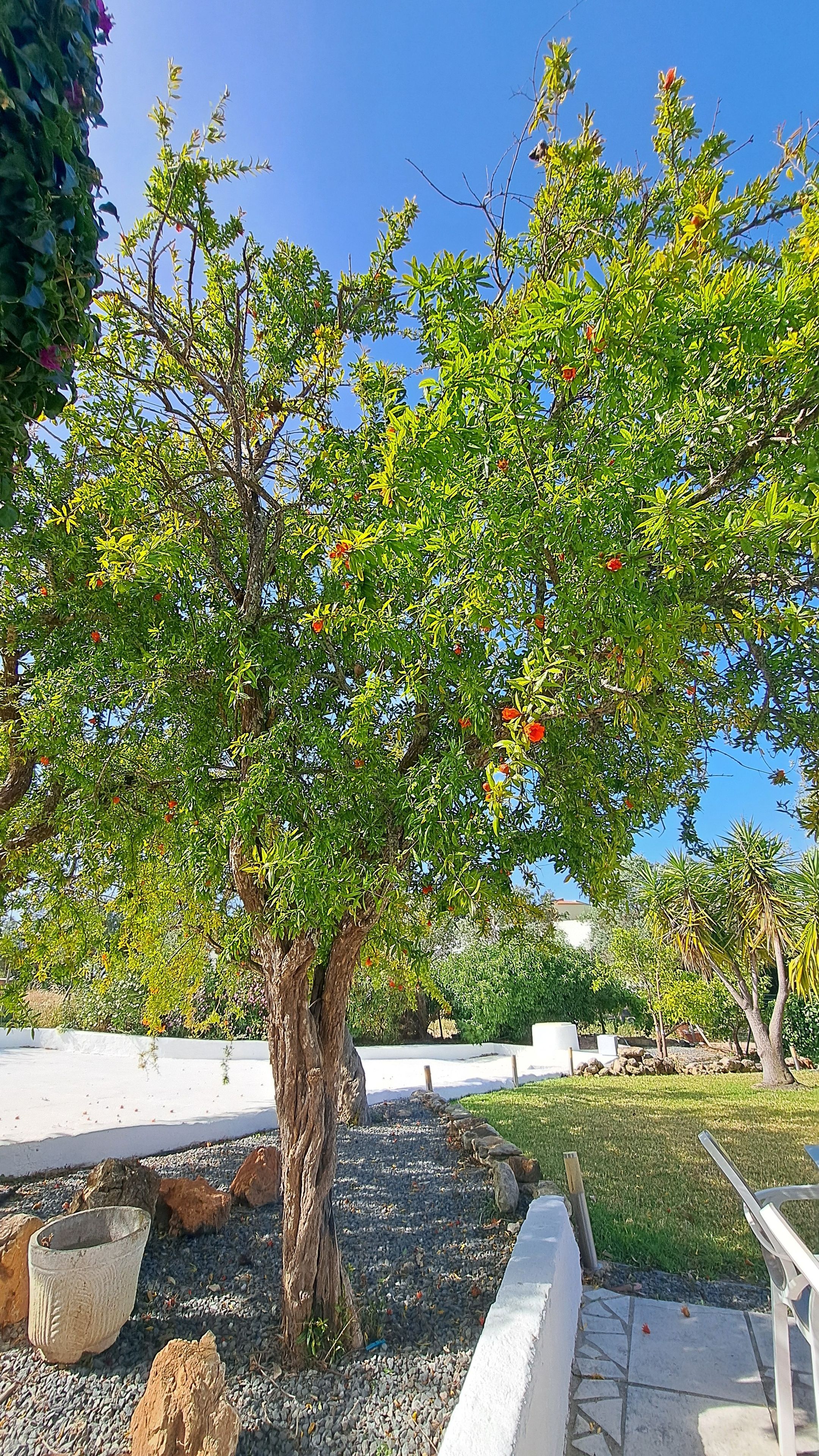 Un arbre aux fruits rouges, un bac à fleurs en pierre et un chemin pavé.