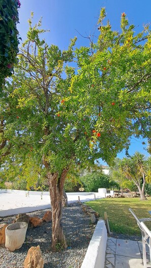 A tree with red fruits, a stone planter, and a paved walkway.