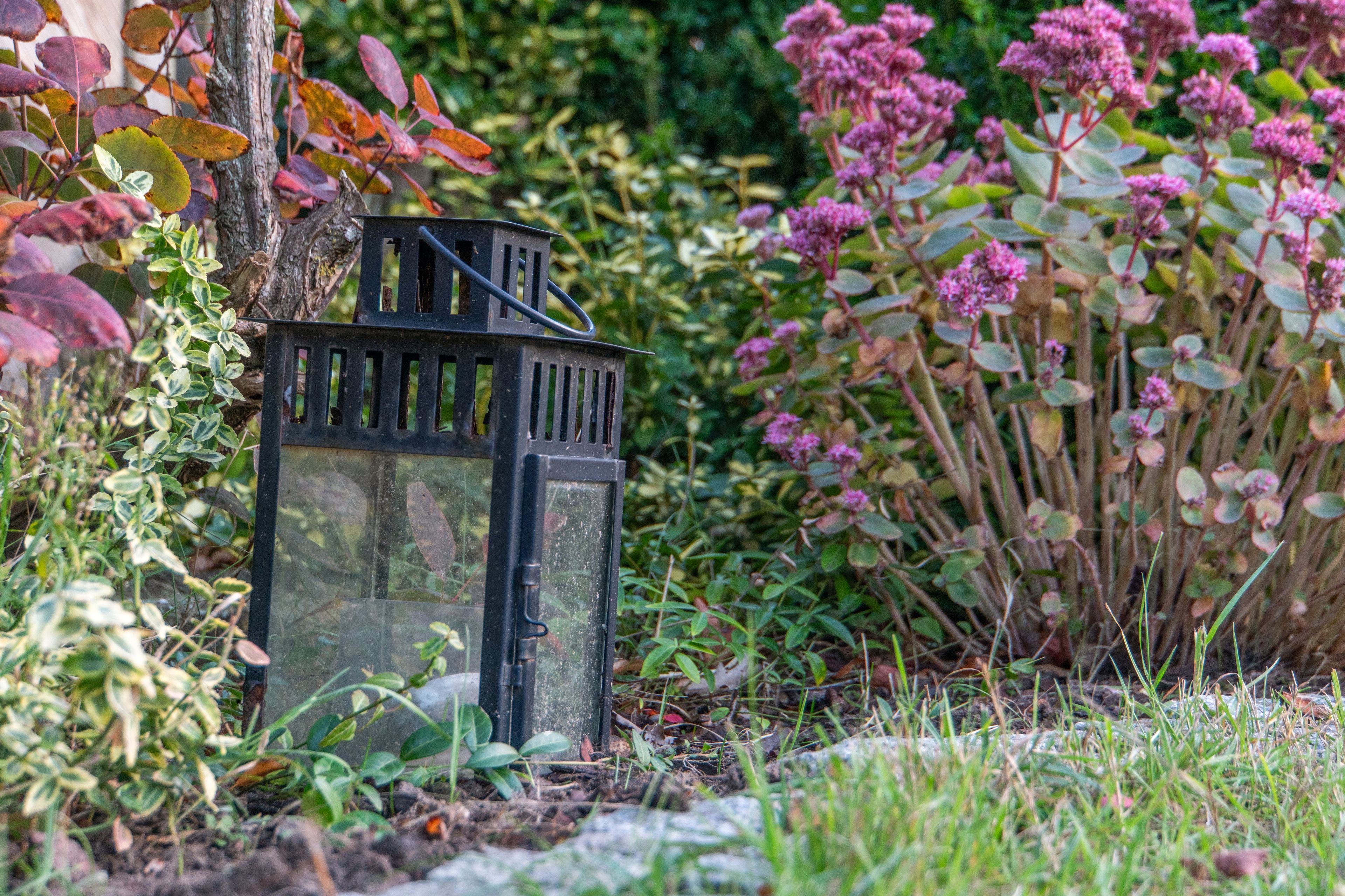 A garden with a black lantern, various plants, and a tree.