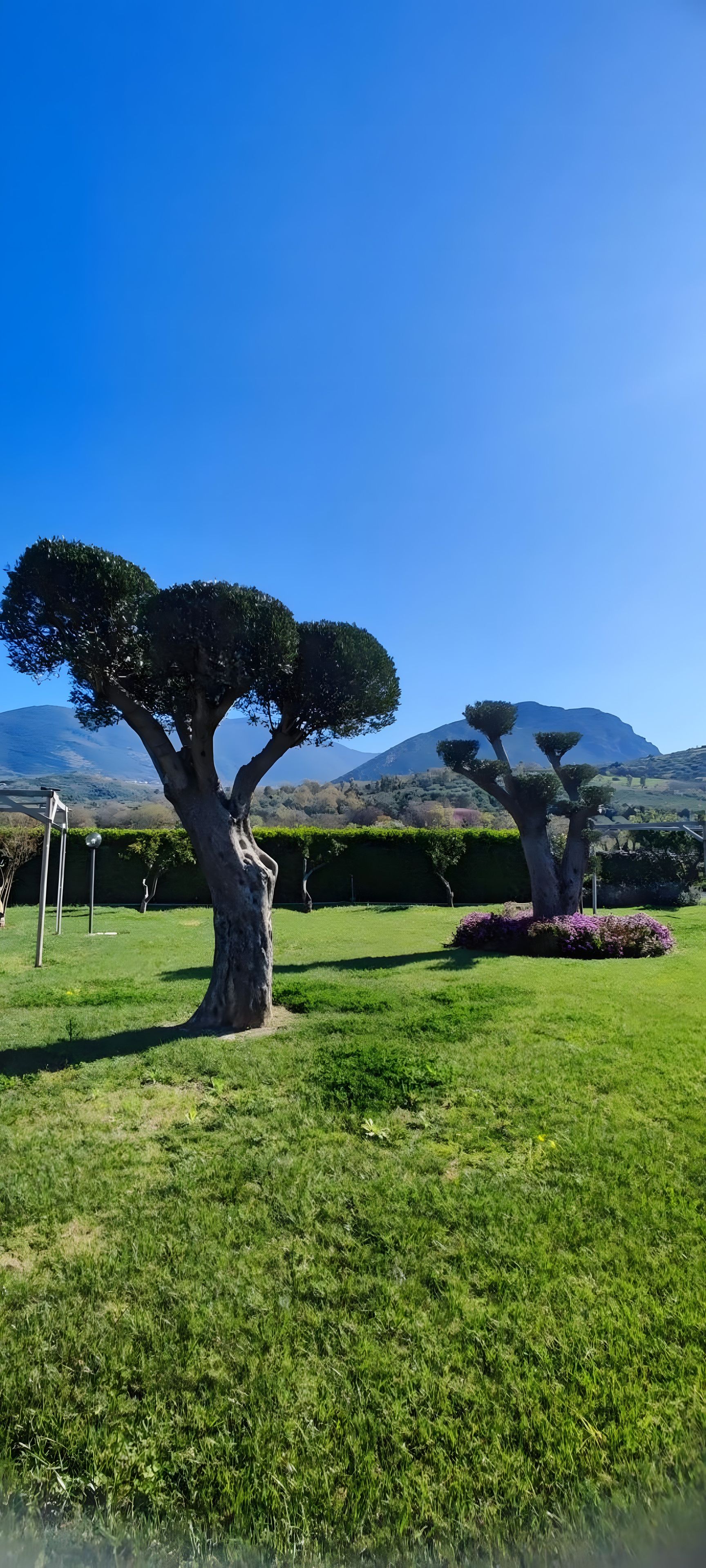 A well-maintained grassy area with two large trees and a clear view of distant hills.