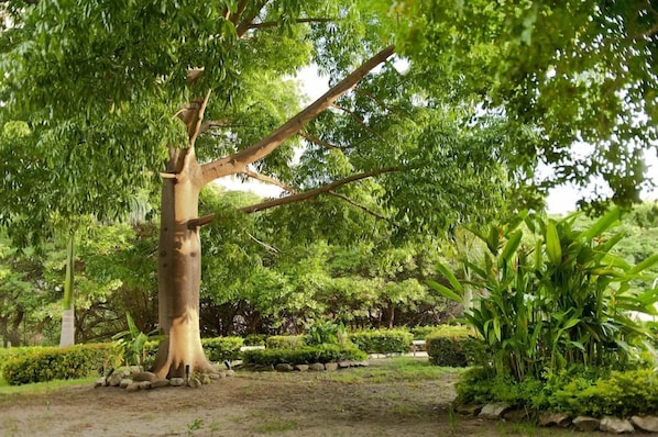 Un árbol con tronco grueso y follaje denso en un jardín ajardinado.