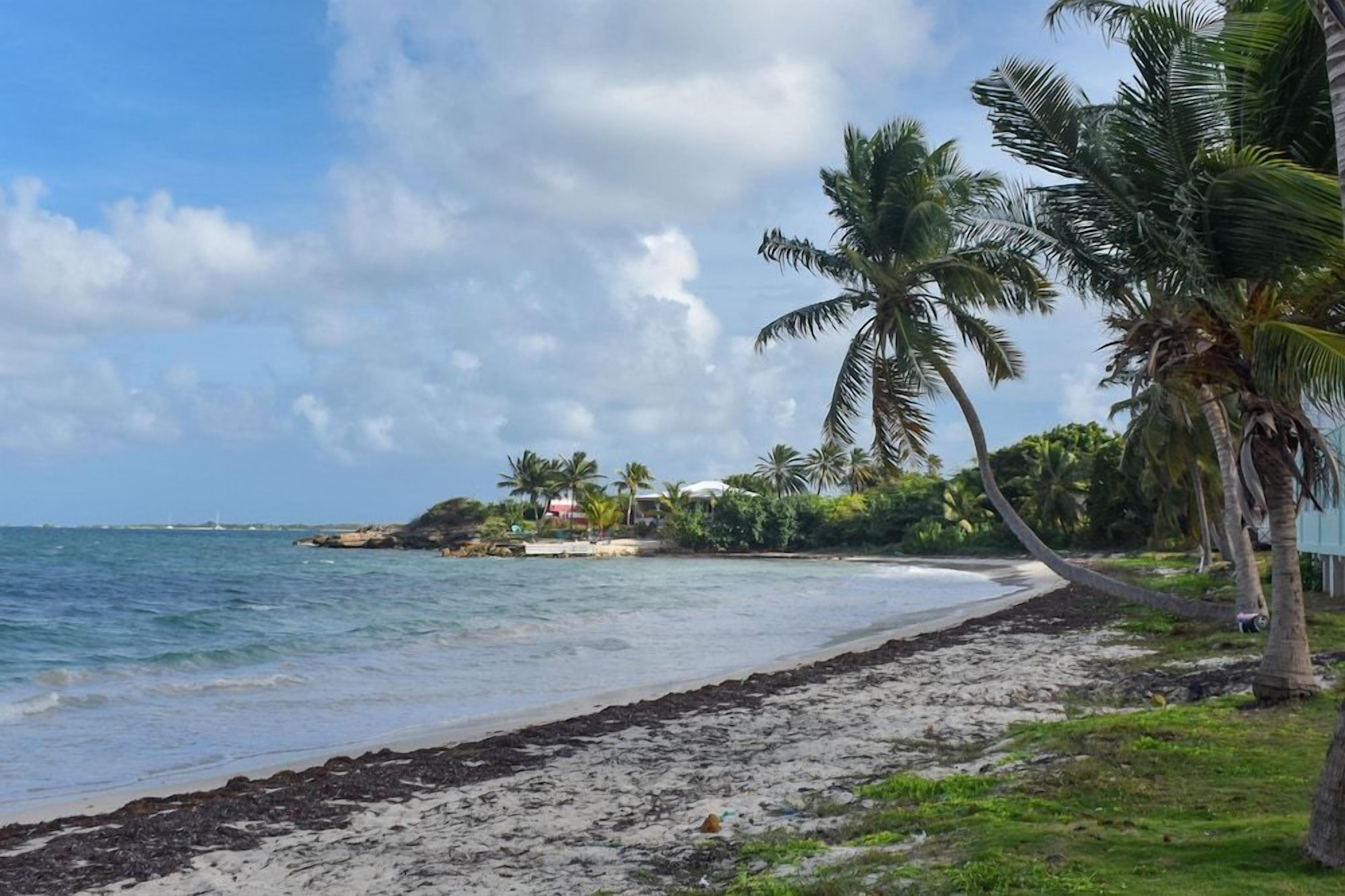 Une plage bordée de palmiers, un ciel dégagé et une mer calme.
