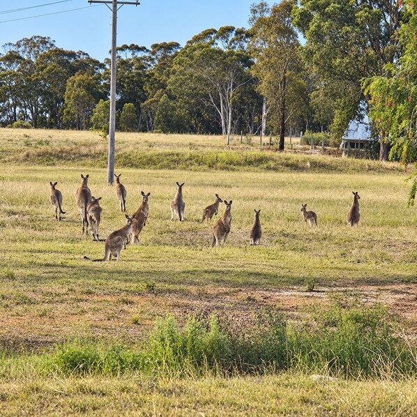 A group of kangaroos in a grassy field with trees and a power line in the background. - Buckaroo Cottage Love Notes Beneath Starlit Skies (Buckaroo)