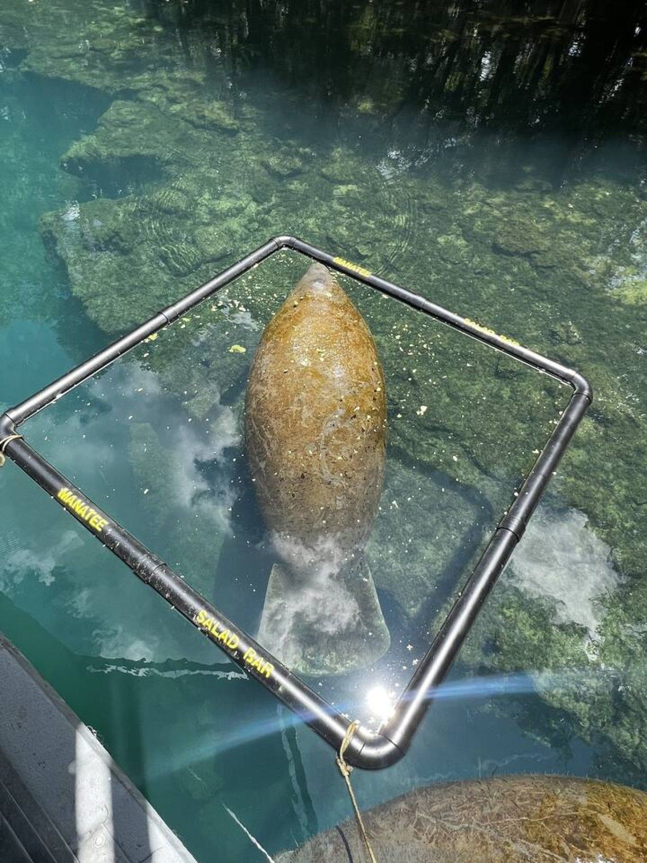 Ein klares Gewässer mit einem Metallkorb, der einen großen Felsen umschließt.