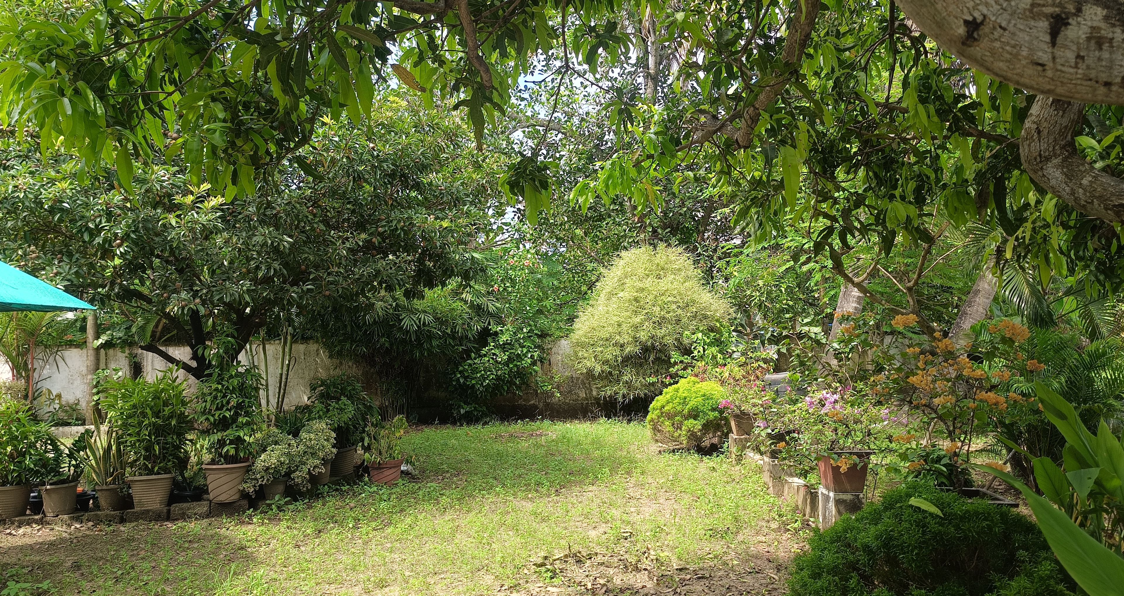 Quang cảnh vườn
