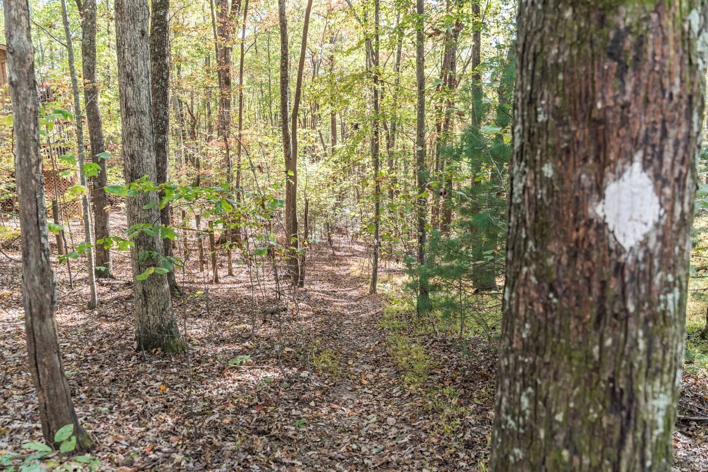 A forested area with a dirt path, trees, and a white marking on a tree trunk.