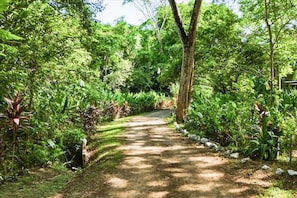A pathway surrounded by lush greenery and trees. - Villa Shanti- Private Jungle Hideaway on 2 Acres (Sámara)