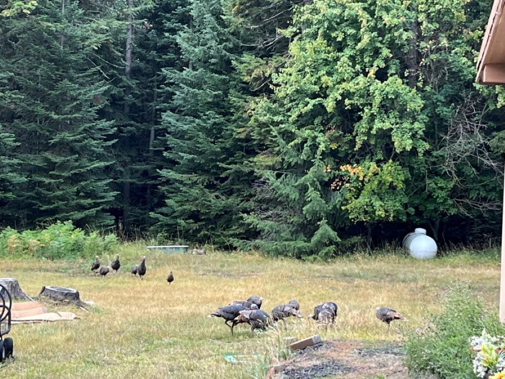 Un ambiente naturale all'aperto con un gruppo di uccelli, forse tacchini, in una zona erbosa con alberi sullo sfondo.